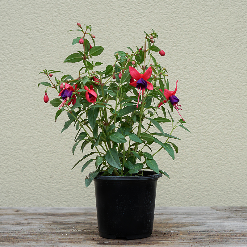 Fuchsia 'Pirouette' 4"