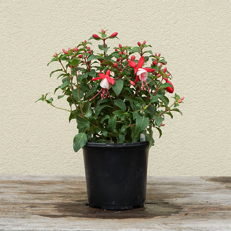 Fuchsia 'Relevé' 4"