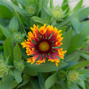 Gaillardia 'Copper Sun' #2