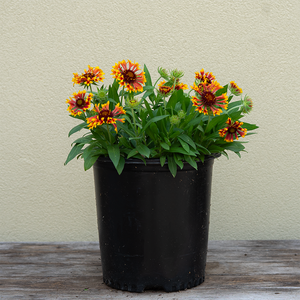 Gaillardia 'Copper Sun' #2