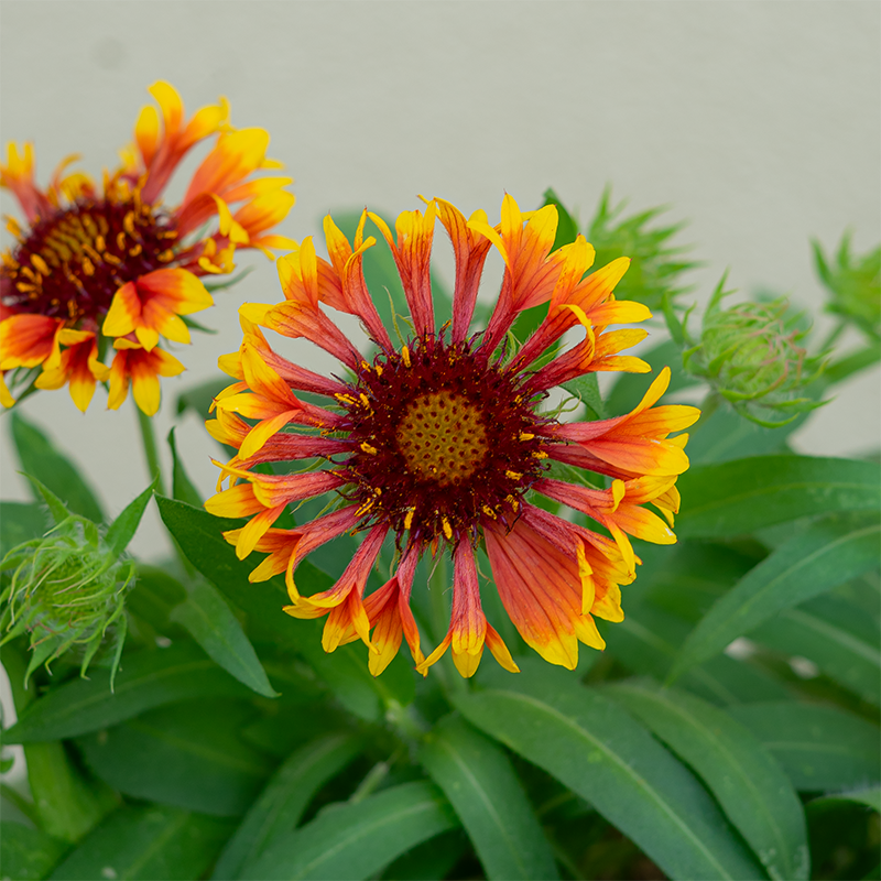 Gaillardia 'Copper Sun' #2