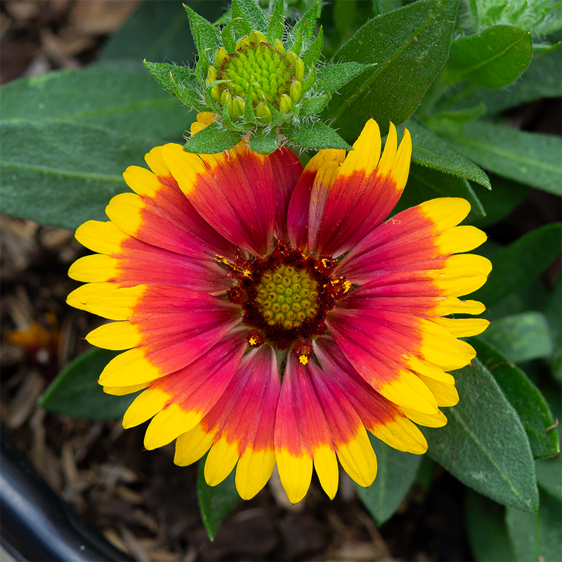 Gaillardia 'Red Starburst' #2