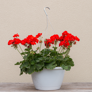Geranium Galaxy Orange 10" Hanging Basket