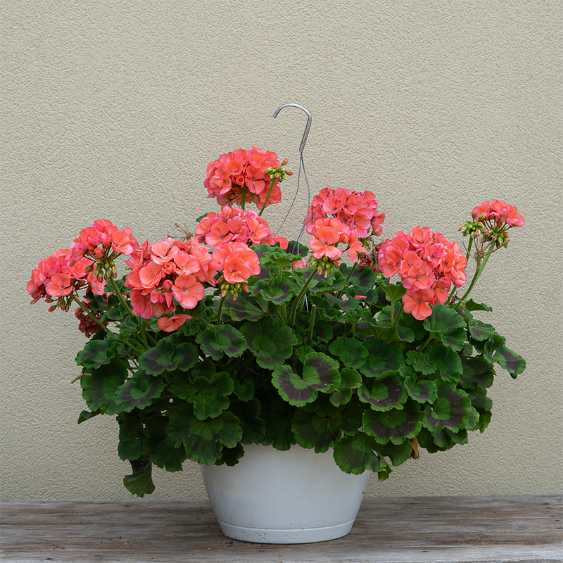 Geranium Galaxy Salmon 10" Hanging Basket