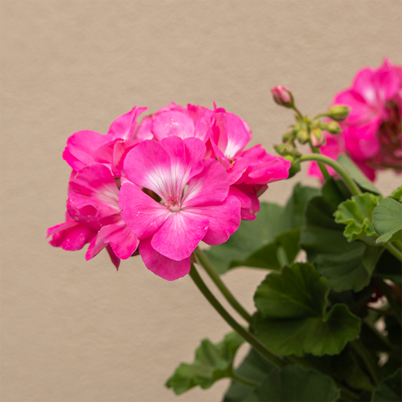 Geranium Hot Pink 10" Hanging Basket