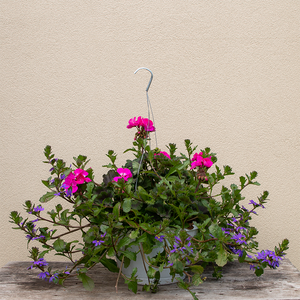 Geranium Pink & Blue  Scaevola 10" Hanging Basket