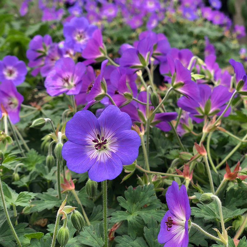 Geranium 'Rozanne' G01