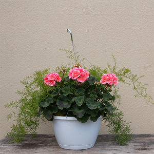 Geranium Salmon & Asparagus Fern 10" Hanging Basket