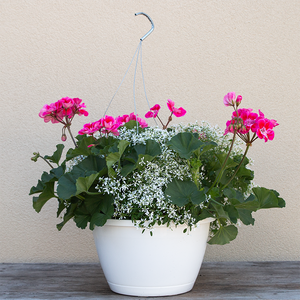 Geranium Strawberry Sizzle & Euphorbia 10" Hanging Basket