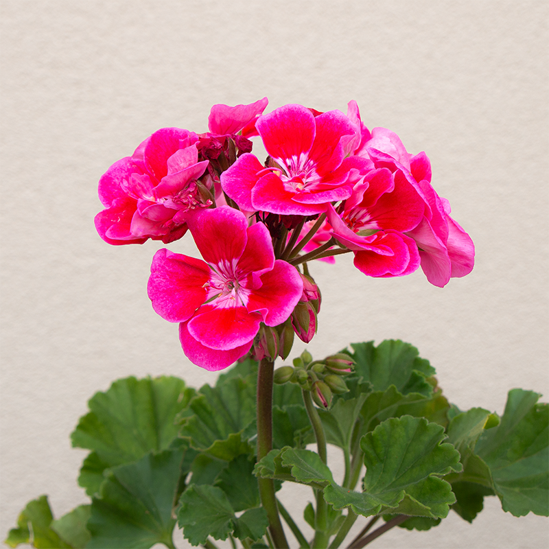 Geranium 'Hot Pink' 6"