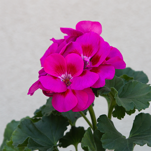 Geranium 'Purple Sizzle' 4"