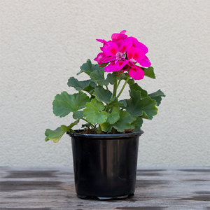Geranium 'Purple Sizzle' 4"