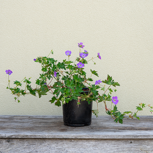 Geranium 'Rozanne' G01