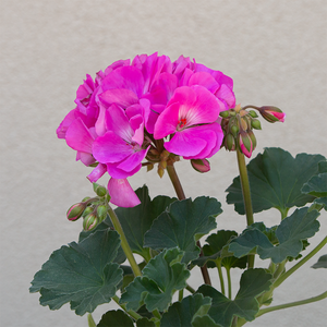 Geranium 'Shocking Pink' 4"