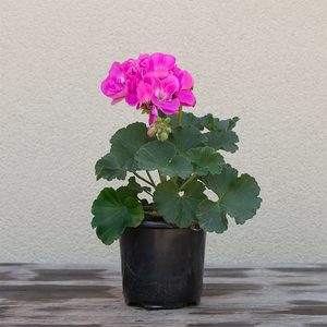 Geranium 'Shocking Pink' 4"