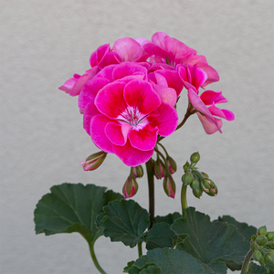 Geranium 'Strawberry Sizzle' 4"