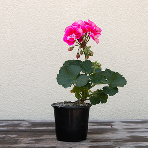 Geranium 'Strawberry Sizzle' 4"