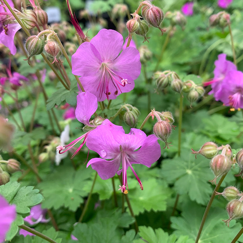 Geranium can 'Karmina' Q01