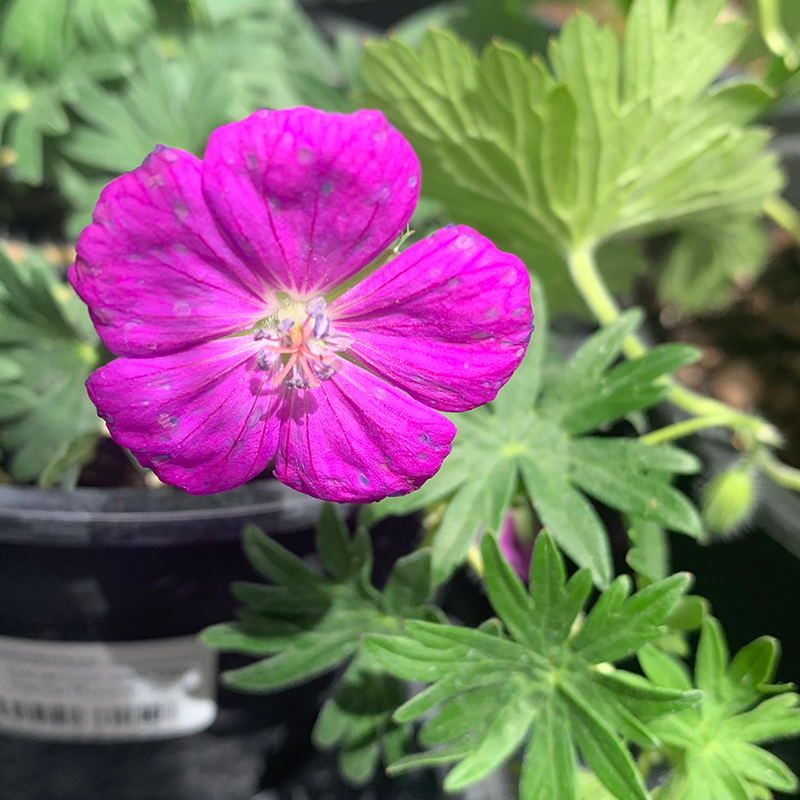 Geranium san 'New Hampshire Purple' G01