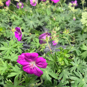 Geranium san 'New Hampshire Purple' G01