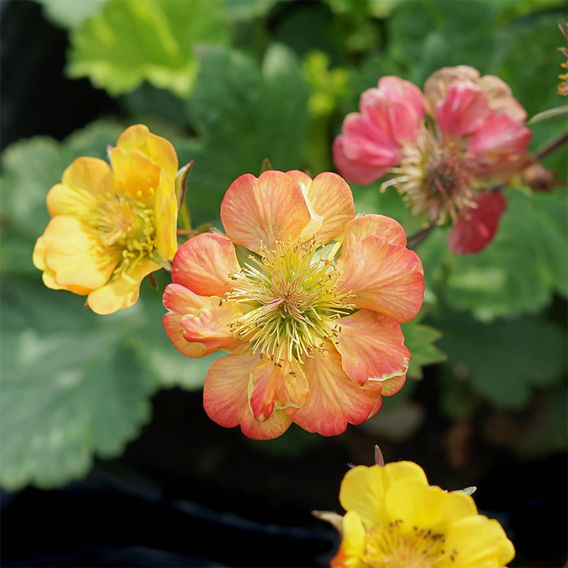 Geum 'Tempo Fiesta' G01