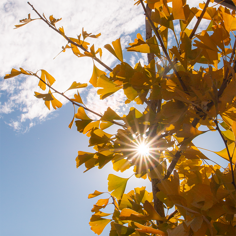 Ginkgo 'Autumn Gold'
