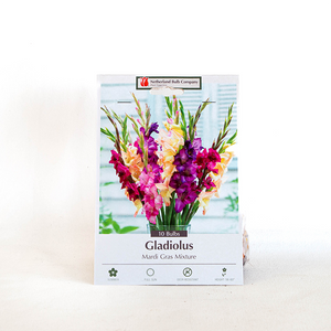 Gladiolus 'Mardi Gras Mix' Pk/10