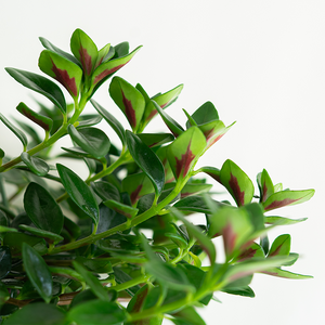 Goldfish Plant 6" Hanging Basket