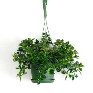 Goldfish Plant 6" Hanging Basket