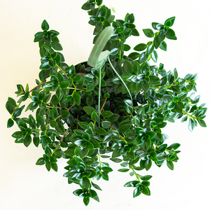 Goldfish Plant 6" Hanging Basket