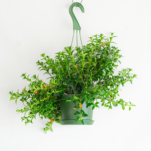 Goldfish Plant 6" Hanging Basket