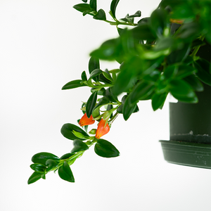 Goldfish Plant 6" Hanging Basket