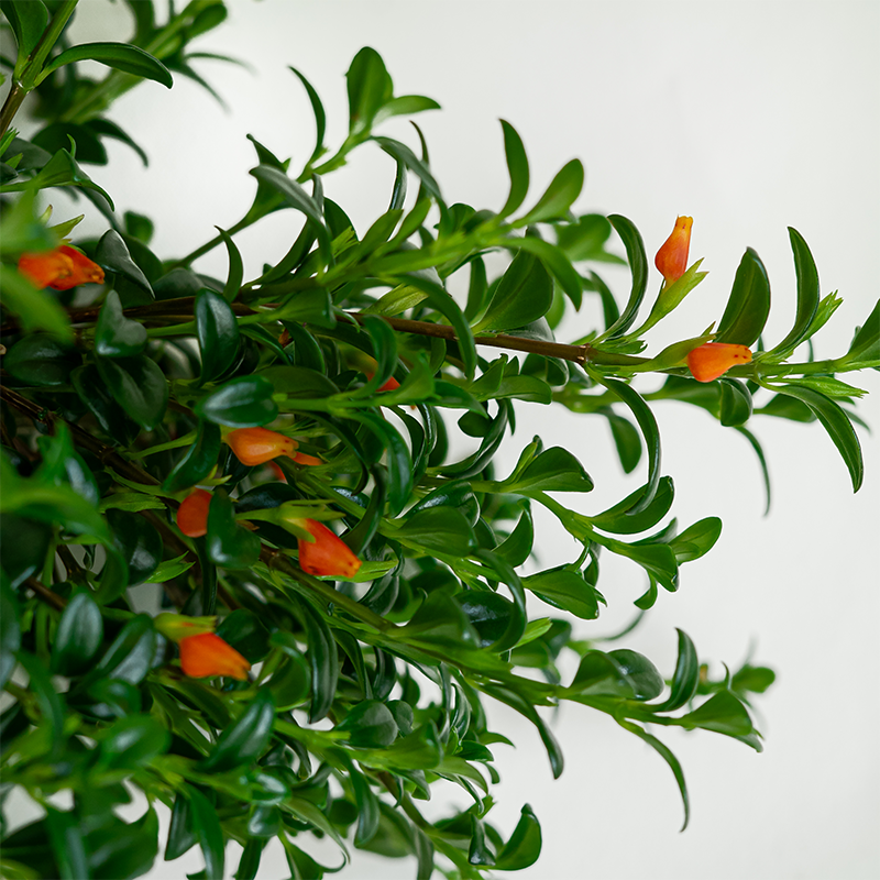 Goldfish Plant 6" Hanging Basket