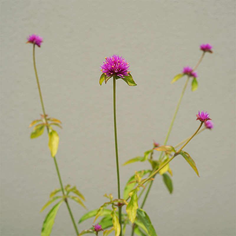 Gomphrena 'Cosmic Flare' 4"