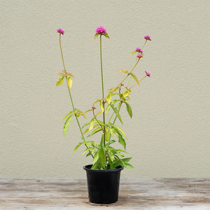 Gomphrena 'Cosmic Flare' 4"