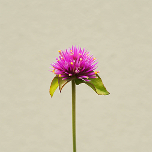 Gomphrena 'Cosmic Flare' 4"