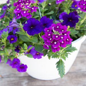 Grape Jelly 10" Hanging Basket