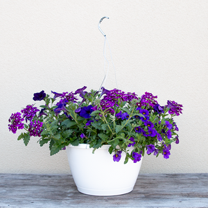 Grape Jelly 10" Hanging Basket