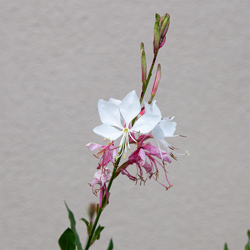 Gaura lind 'Whirling Butterflies' G01