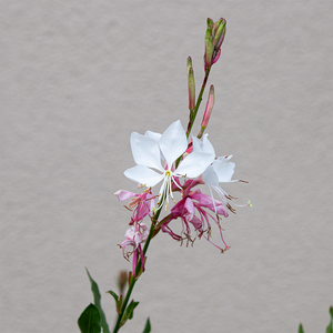 Gaura lind 'Whirling Butterflies' G01