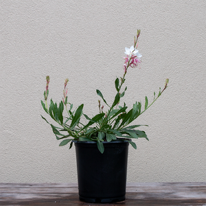 Gaura lind 'Whirling Butterflies' G01