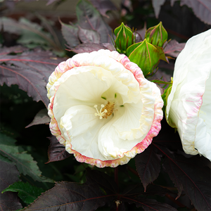 Hibiscus 'Cookies and Cream' #3