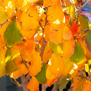 Hamamelis 'Arnold Promise'