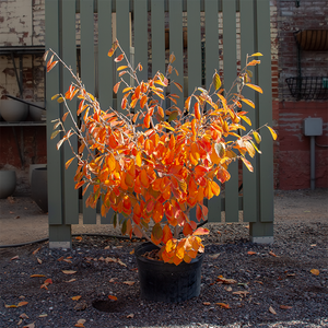 Hamamelis 'Arnold Promise'