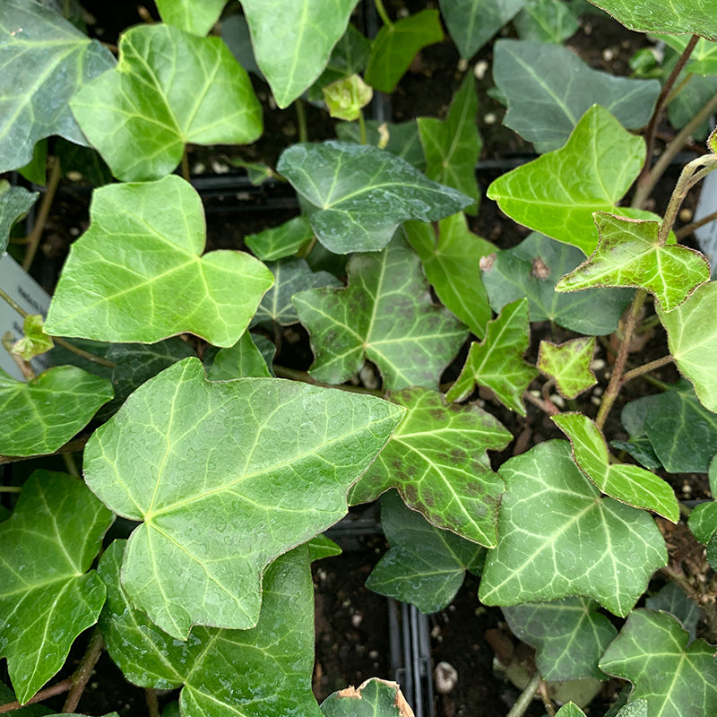 Hedera hel 'Thorndale' Q01