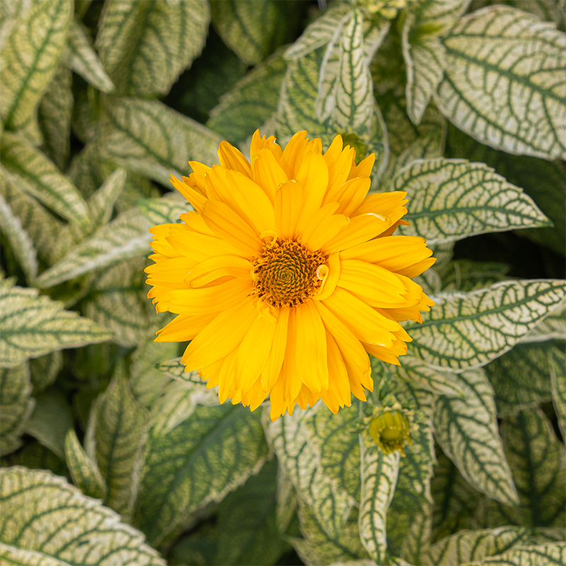 Heliopsis hel 'Bit of Honey' G01