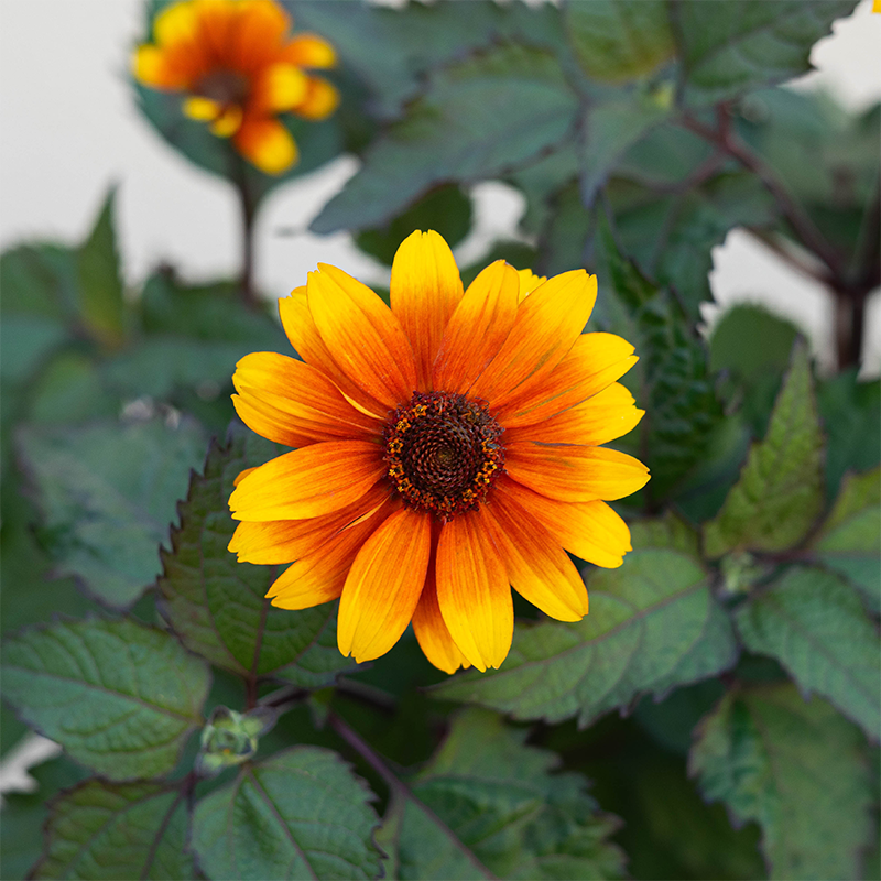 Heliopsis hel 'Sundial' G01