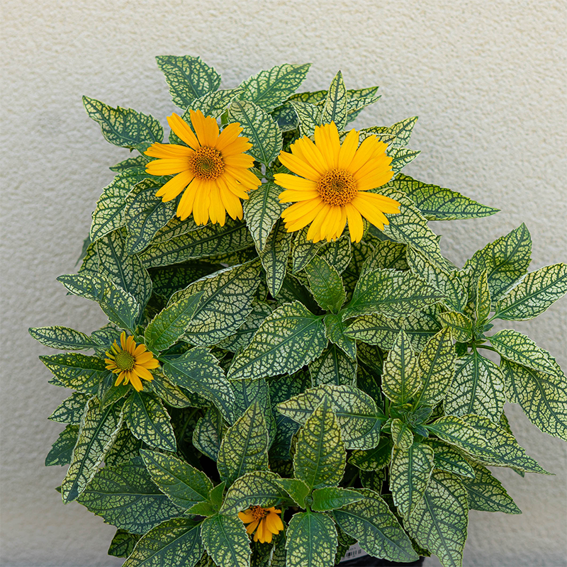 Heliopsis hel 'Sunstruck' G01