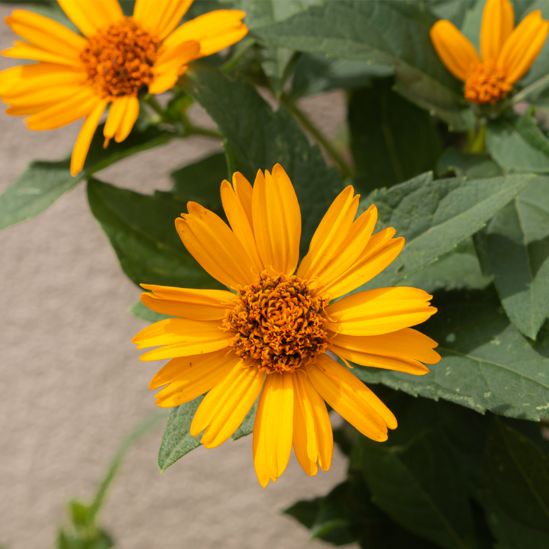 Heliopsis hel 'Tuscan Sun' G01