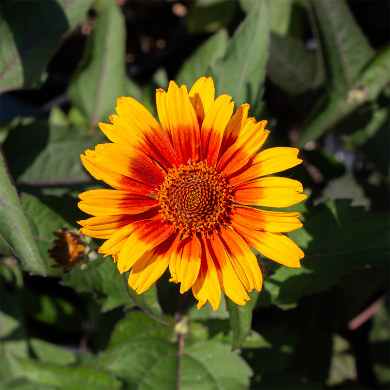 Heliopsis hel var sca 'Burning Hearts' G01